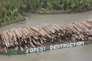 O desmatamento na Nova Guiné, registrado pelo Greenpeace, é um exemplo da relação insustentável entre o homem e a natureza