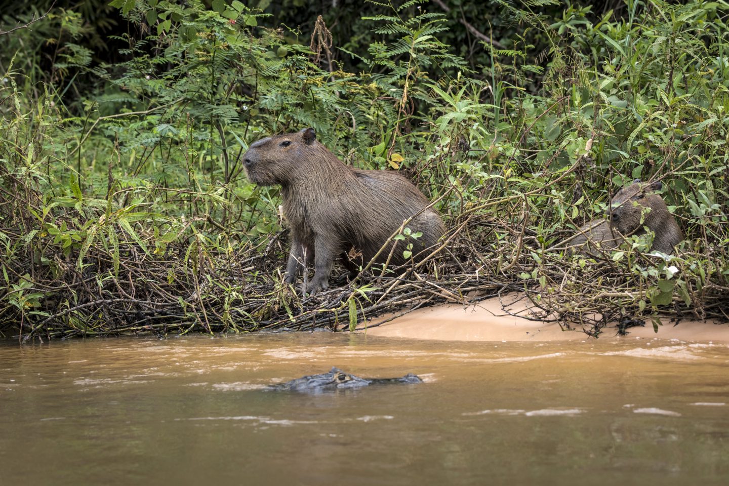 Pantanal Pode Enfrentar A Sua Mais Grave Crise H Drica Este Ano