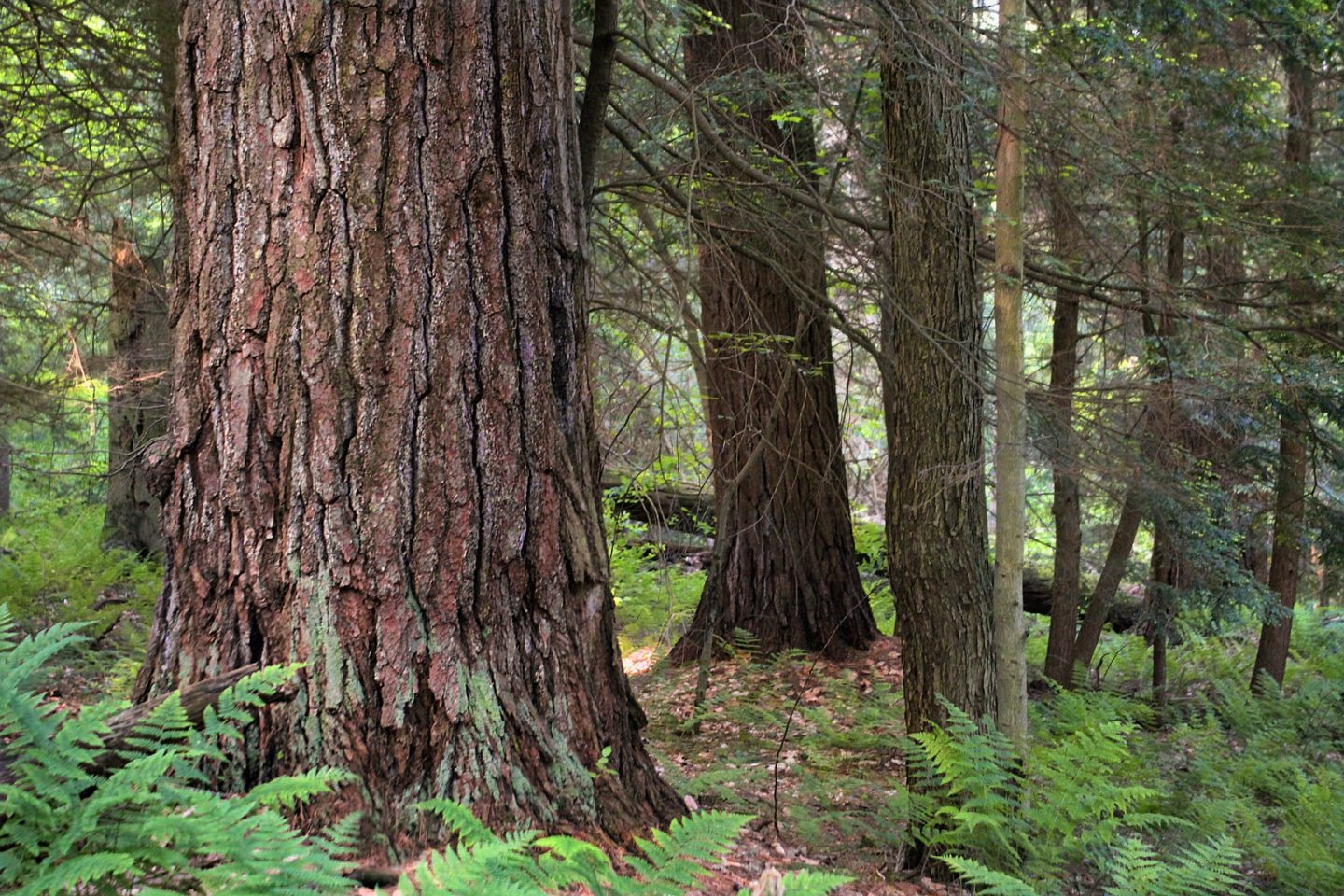 Brasil tem condições de ser o campeão mundial no plantio de florestas. Essa é a luta que nos interessa