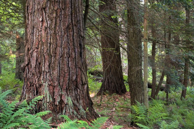 Brasil tem condições de ser o campeão mundial no plantio de florestas. Essa é a luta que nos interessa