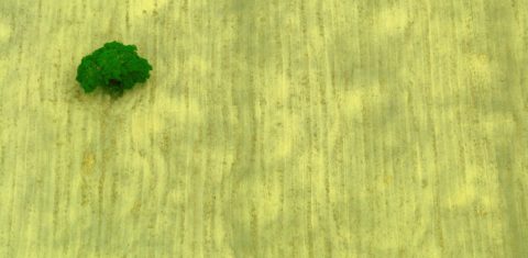 De acordo com a Embrapa, o Brasil tem condições de dobrar produção agrícola sem derrubar mais nenhuma árvore