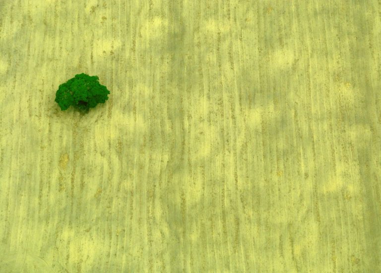 De acordo com a Embrapa, o Brasil tem condições de dobrar produção agrícola sem derrubar mais nenhuma árvore