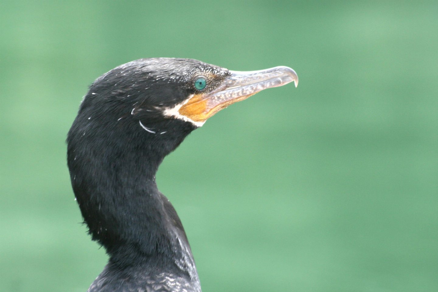 Pássaro no Hotel Mayakoba