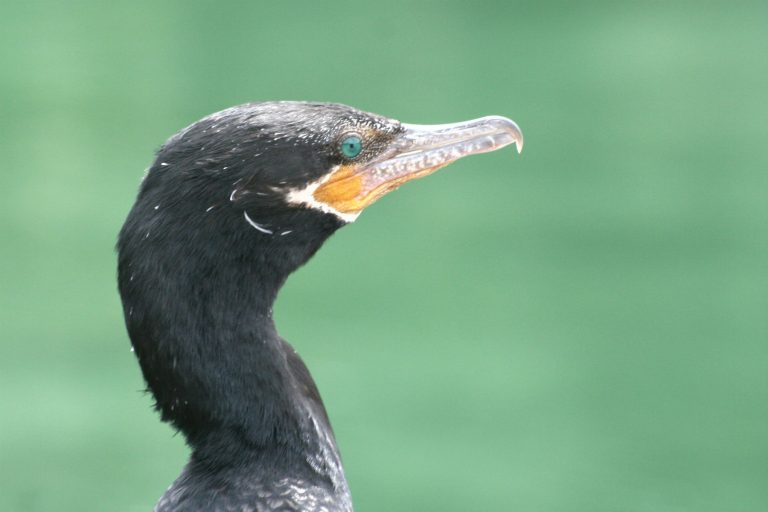 Pássaro no Hotel Mayakoba