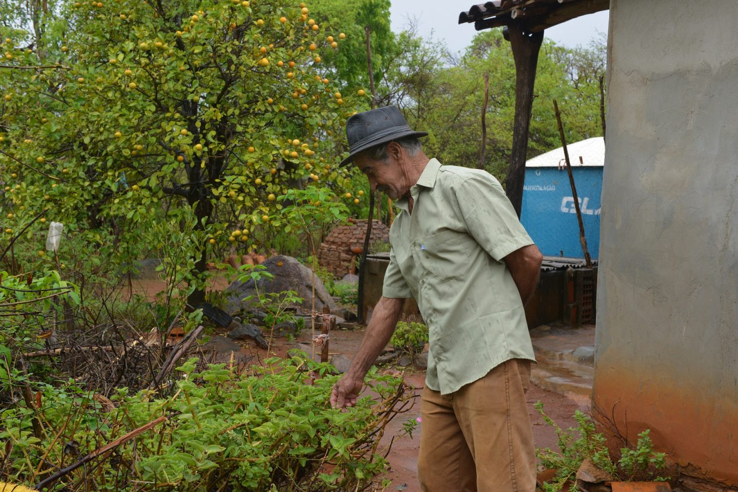 Alcebíades do Couto vive sendo procurado por moradores da região de Pajeú, perto de Caetité, que buscam receitas com plantas medicinais. Mas não se considera curandeiro: ‘Eu ensino raízes’