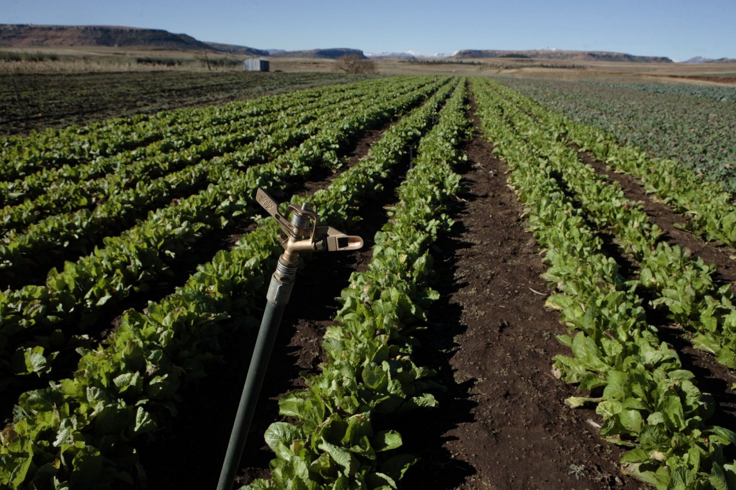 Terras agricultáveis dos países em desenvolvimento vem sendo compradas por empresas e países preocupados com a crise hídrica. Esta imagem é de um campo em Lesoto, na África