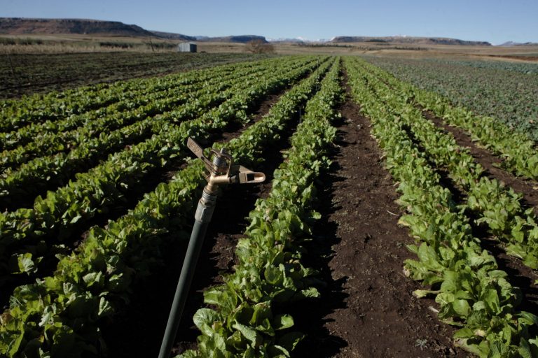 Terras agricultáveis dos países em desenvolvimento vem sendo compradas por empresas e países preocupados com a crise hídrica. Esta imagem é de um campo em Lesoto, na África