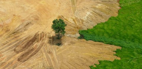 A Floresta Amazônica, que já teve mais de 20% da sua área destruída totalmente, é vítima constante de desmatamentos, garimpos ilegais, mineração predatória e queimadas criminosas. Foto Custódio Coimbra
