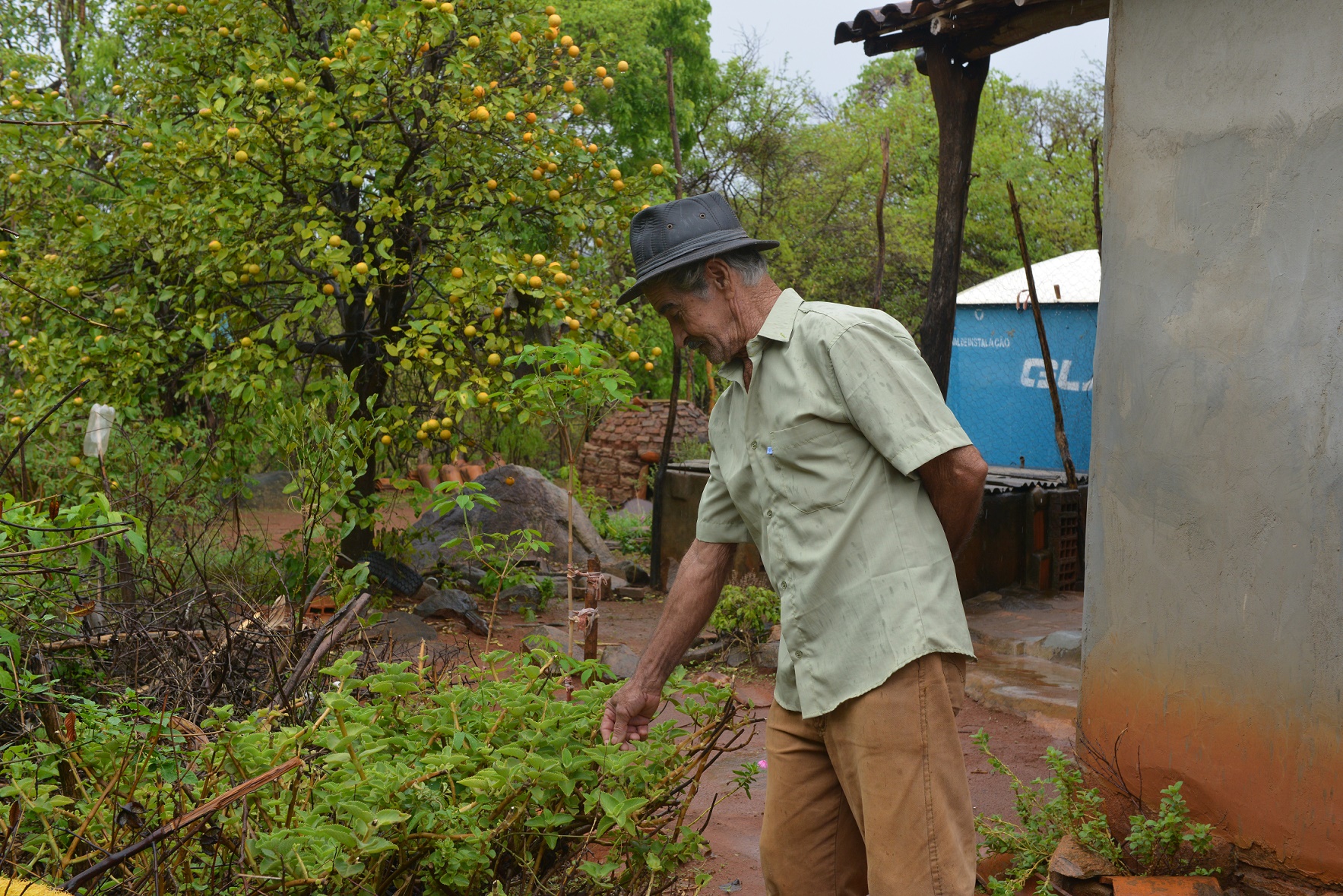 Alcebíades do Couto, 75 anos, vive sendo procurado por moradores da região de Pajeú, perto de Caetité, em busca de receitas com base em plantas medicinais. Mas não se considera curandeiro: ‘Eu ensino raízes’