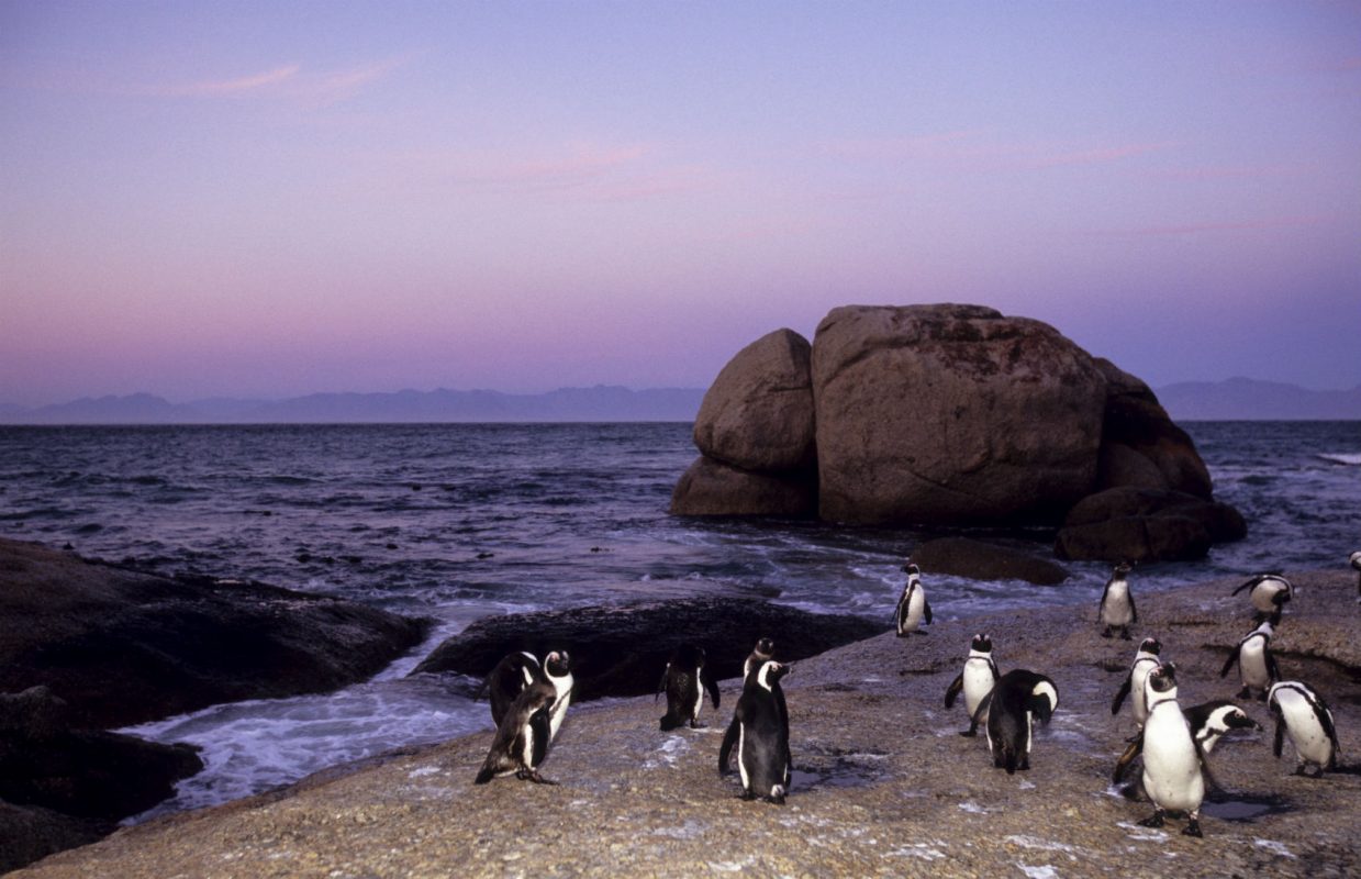 Pinguins africanos na Cidade do Cabo: desaparecimento