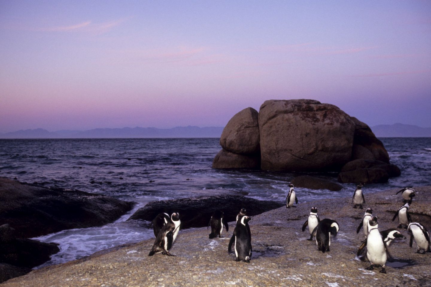 Pinguins africanos na Cidade do Cabo: desaparecimento