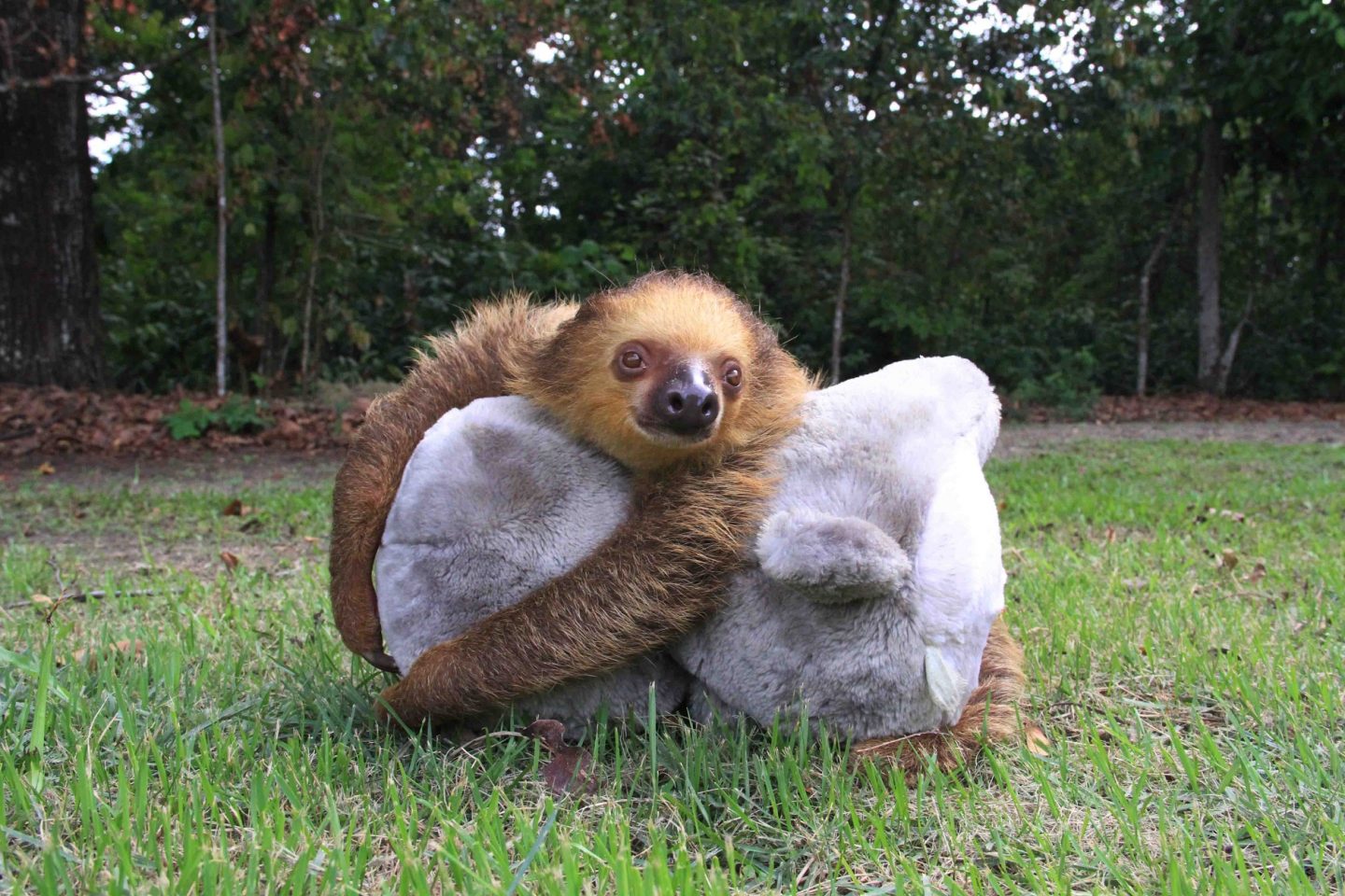 Animais que apresentem alguma condição irreversível e que comprometa sua sobrevivência em vida livre são mantidos em cativeiro para o resto da vida