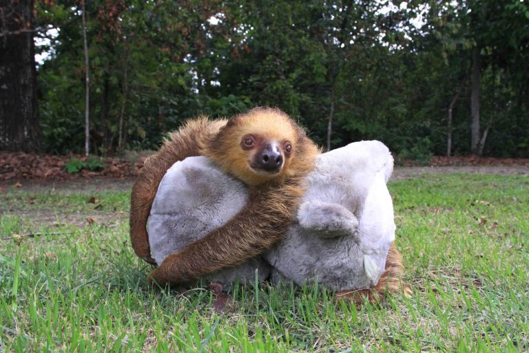 Animais que apresentem alguma condição irreversível e que comprometa sua sobrevivência em vida livre são mantidos em cativeiro para o resto da vida