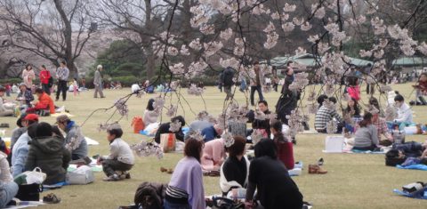 Famílias, amigos e colegas de trabalho se juntam com suas cestas de piquenique para a festa, conhecida como hanami - o ato de contemplação das flores