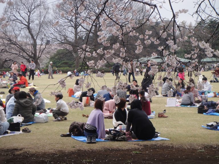 Famílias, amigos e colegas de trabalho se juntam com suas cestas de piquenique para a festa, conhecida como hanami - o ato de contemplação das flores