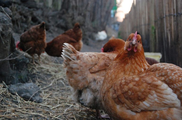 Só na França existem mais 40 raças de catalogadas. E o preço médio de cada galinha gira em torno de €25