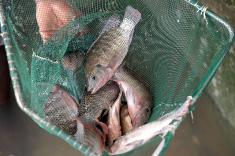 Pesca de tilápia, que alimenta uma indústria no mundo todo
