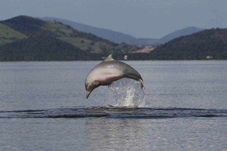 Sopro de vida - O boto cinza, símbolo da Guanabara, eternizado no brazão da cidade. Foto Custódio Coimbra