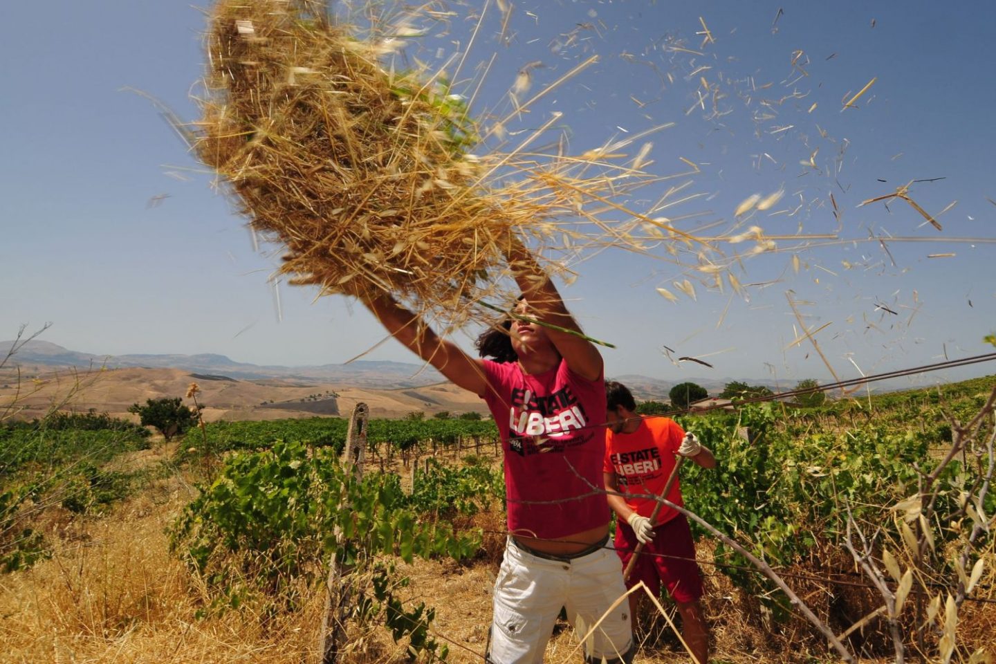 A ONG Libera Terra reúne 1600 cooperativas integradas em sua maioria por jovens