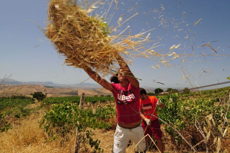 A ONG Libera Terra reúne 1600 cooperativas integradas em sua maioria por jovens