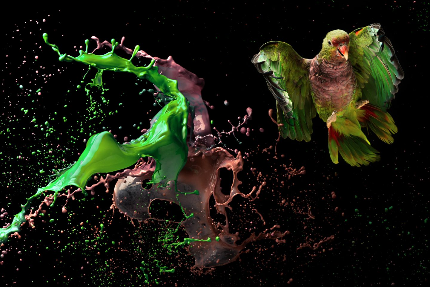 Pássaros em extinção-Foto de Tony Generico