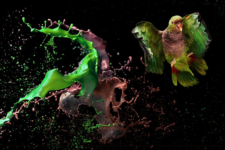 Pássaros em extinção-Foto de Tony Generico