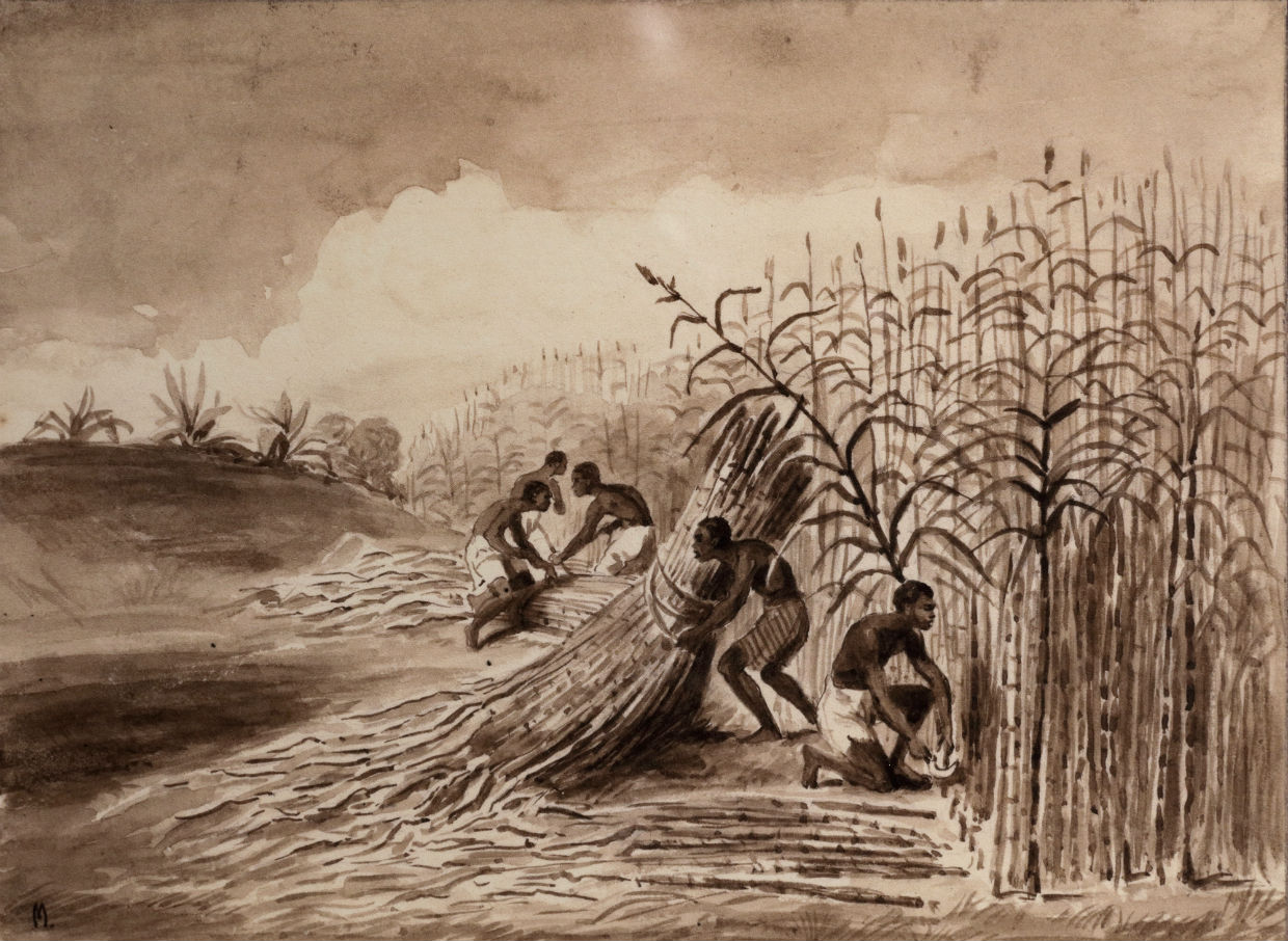 Reprodução de gravura com escravos em plantio de cana de açúcar