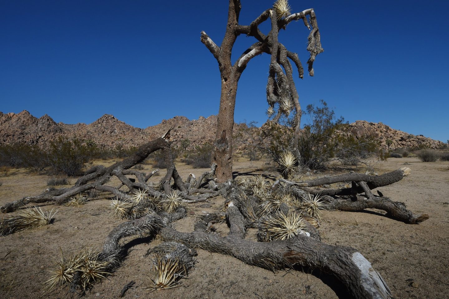 Uma tradicional árvore americana, completamente seca no Joshua Tree National Park, na Califórnia. Foto de Mark Ralston/AFP