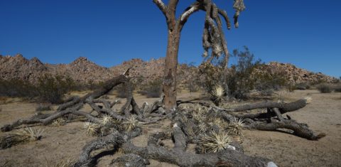 Uma tradicional árvore americana, completamente seca no Joshua Tree National Park, na Califórnia. Foto de Mark Ralston/AFP