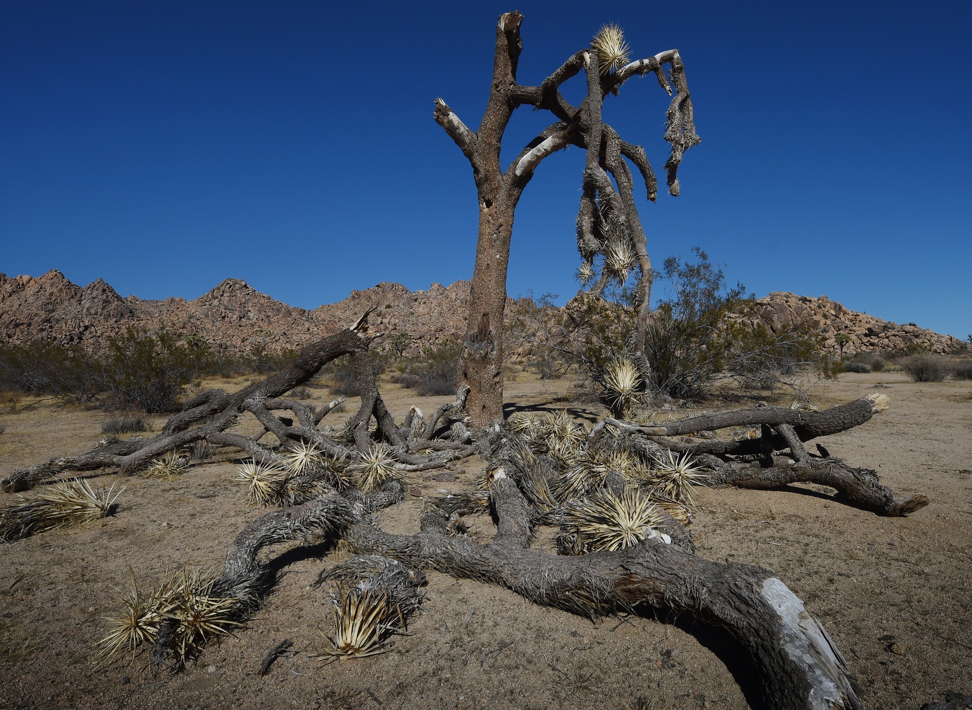 Uma tradicional árvore americana, completamente seca no Joshua Tree National Park, na Califórnia. Foto de Mark Ralston/AFP