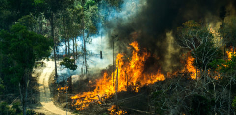 Queimada. Foto de Rogério Assis/Greenpeace