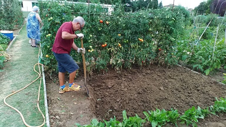 Ativos, idosos aproveitam o trabalho na horta para se reunir, conversar e se divertir. (Foto Luciana Doneda)