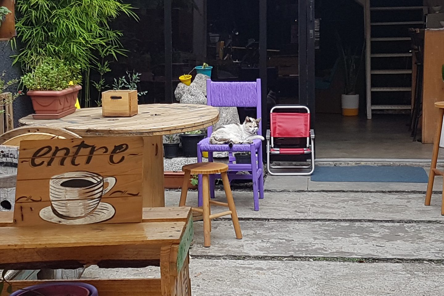 A gatinha Eva, deitada na sua cadeira, recebe as pessoas que chegam ao Lemni. Foto de Florência Costa