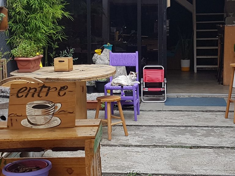 A gatinha Eva, deitada na sua cadeira, recebe as pessoas que chegam ao Lemni. Foto de Florência Costa