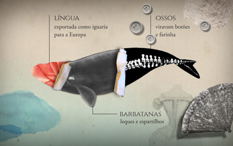 Além da gordura, a língua, os ossos e as barbatanas eram muito apreciadas na época.