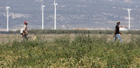 A colheita de tomate em Puglia é um negócio que rende algo entre 21 a 30 milhões de euros por ano. Foto de Riccardo De Luca