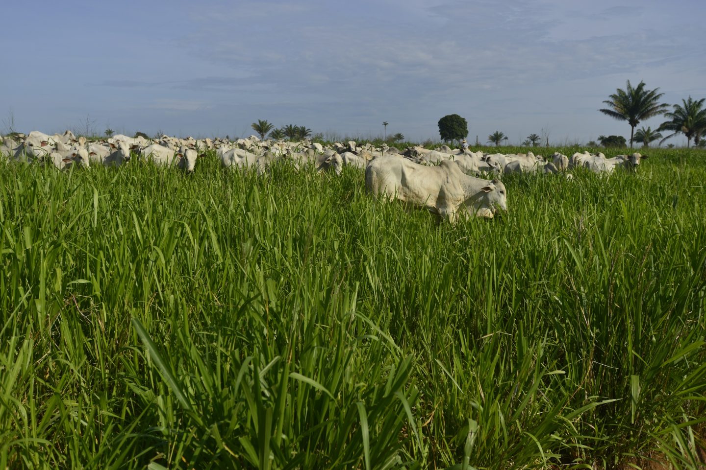 Quase 40% da carne consumida no Brasil vem da Amazônia, e a pecuária é a principal responsável pelo desmatamento na região. Arquivo ICV