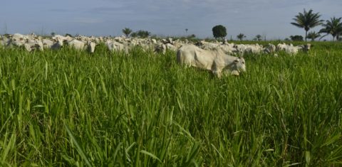 Quase 40% da carne consumida no Brasil vem da Amazônia, e a pecuária é a principal responsável pelo desmatamento na região. Arquivo ICV