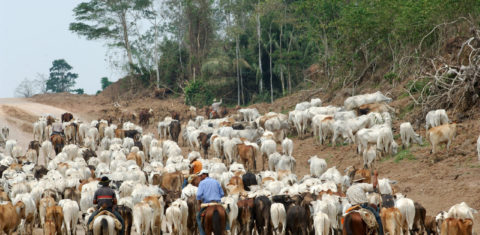 Gado na Amazônia-Foto de Antoine Lorgnier/Biosphoto/AFP
