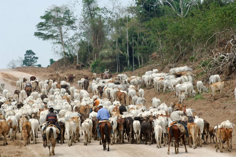 Gado na Amazônia-Foto de Antoine Lorgnier/Biosphoto/AFP