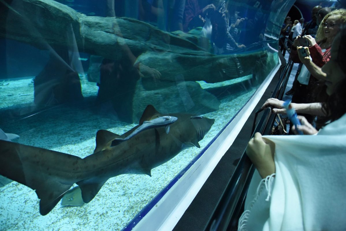 Os tubarões são a grande atração do AquaRio, o maior deles tem 2,5 metros. Foto Divulgação