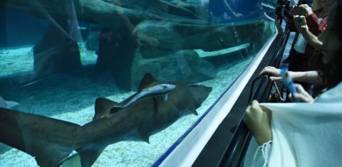 Os tubarões são a grande atração do AquaRio, o maior deles tem 2,5 metros. Foto Divulgação