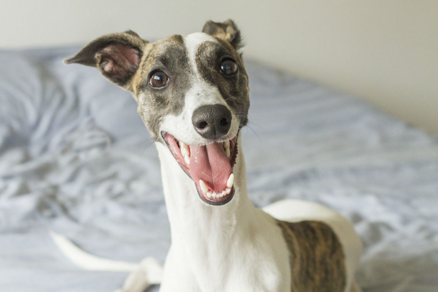 Bowie é hóspede frequente do Dog Hero (Foto Alessandra Haro)