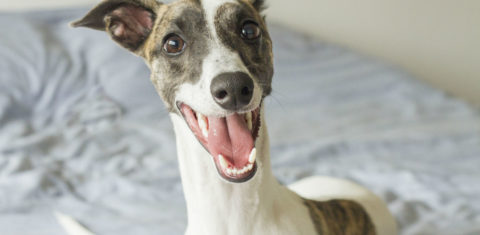 Bowie é hóspede frequente do Dog Hero (Foto Alessandra Haro)