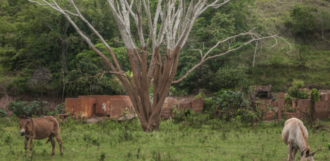 Arvore com a marca da lama. Foto de Andre Teixeira