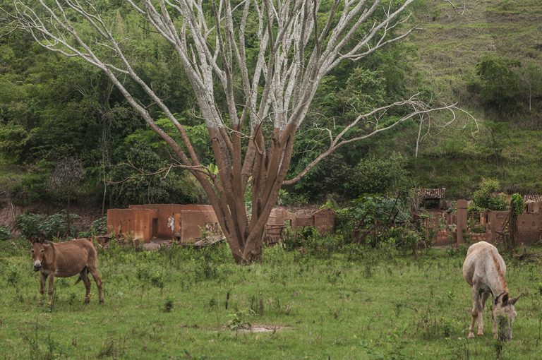 Arvore com a marca da lama. Foto de Andre Teixeira