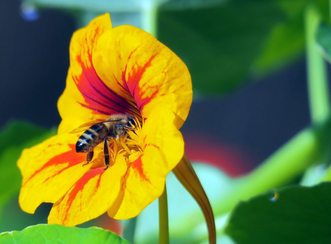 De acordo com a FAO, 90% dos alimentos do mundo dependem do poder de polinização das abelhas. Foto SOEREN STACHE / ZB / DPA