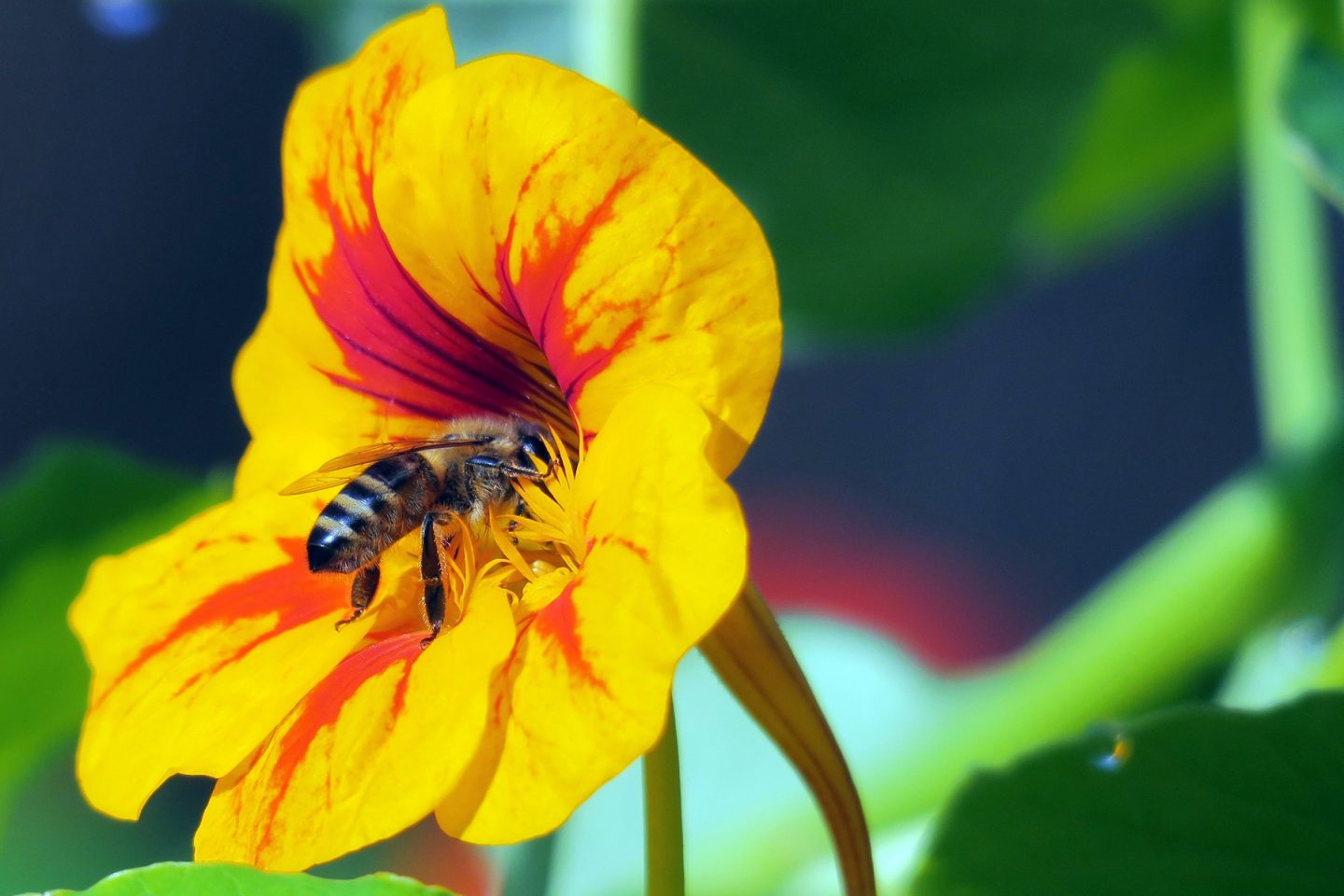 De acordo com a FAO, 90% dos alimentos do mundo dependem do poder de polinização das abelhas. Foto SOEREN STACHE / ZB / DPA