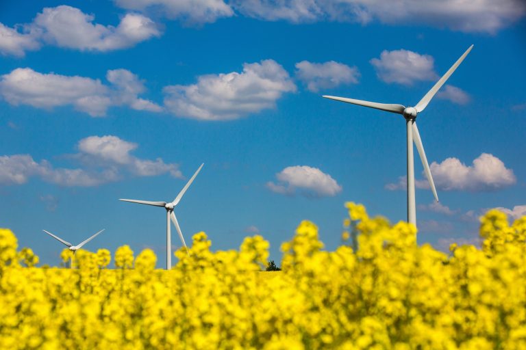Turbinas eólicas num campo de canola próximo de Molsdorf, ma Alemanha. Foto de Michael Reichel/DPA