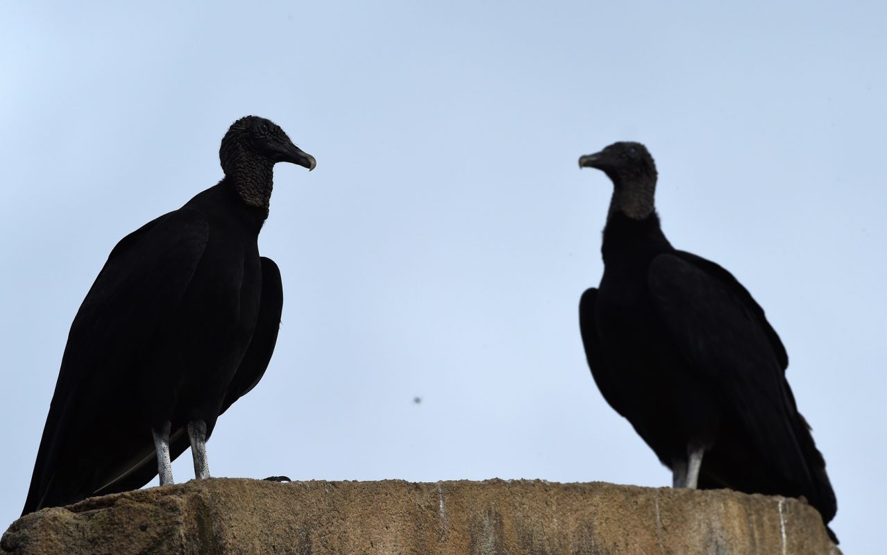 Os urubus são da família dos abutres, mas não atacam as pessoas. Eles se alimentam de carniça., mas podem comer também material orgânico e, raras vezes, pequenas aves e roedores. Foto de Marcus Brandt/DPA